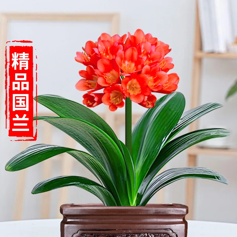 【开播福利 抢到赚到】精品君子兰 高档室内花卉盆栽 年年开花