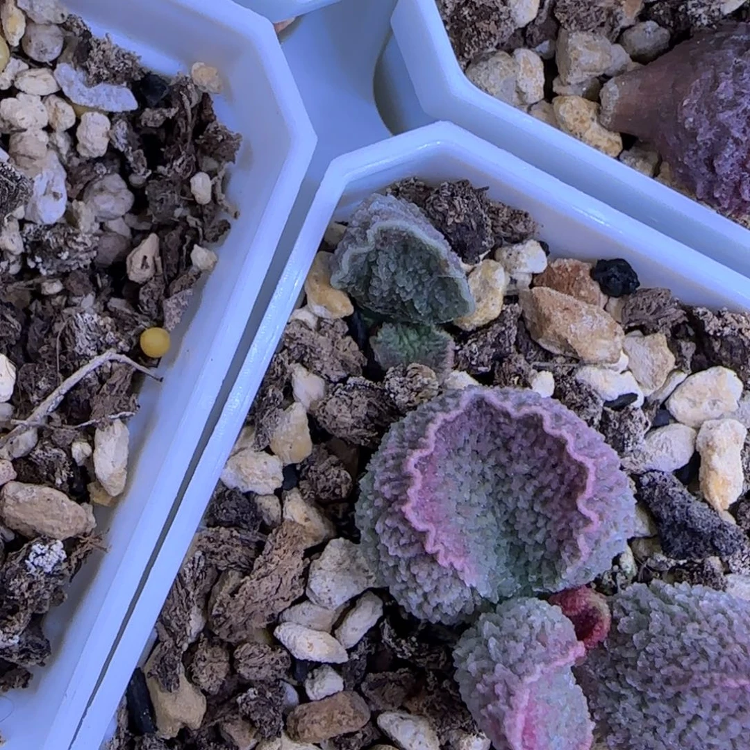 实生叶插苗，底叶子，可寄养，脱土发货