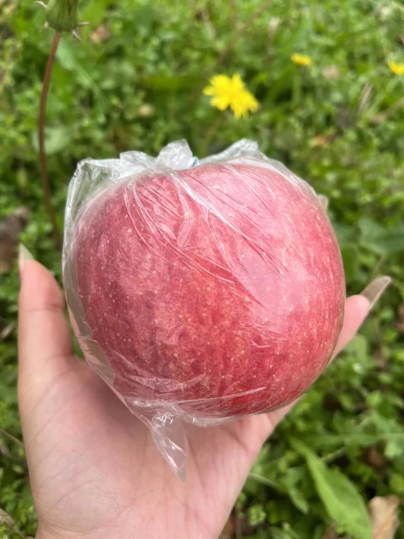 2025年山西运城头茬新鲜采摘纸加膜冰糖心红富士苹果条红片红