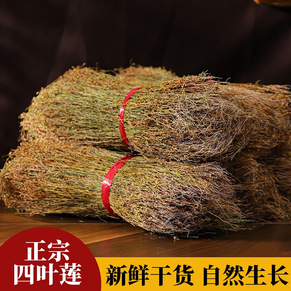 正宗潮汕四叶莲原生态天然手工四合莲独支莲当归草新鲜晒干100克