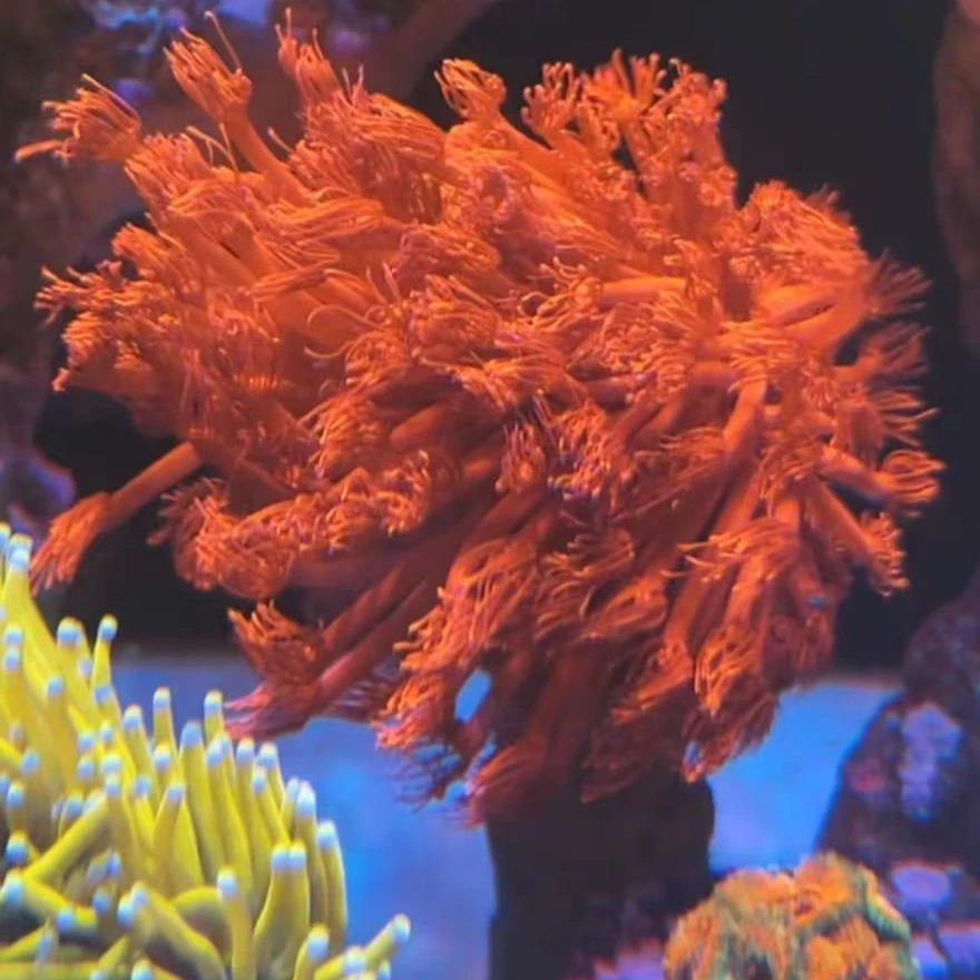 水草 水草     一物一拍