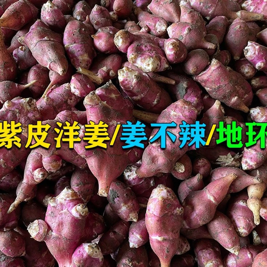 野生姜不辣/地环/1000克