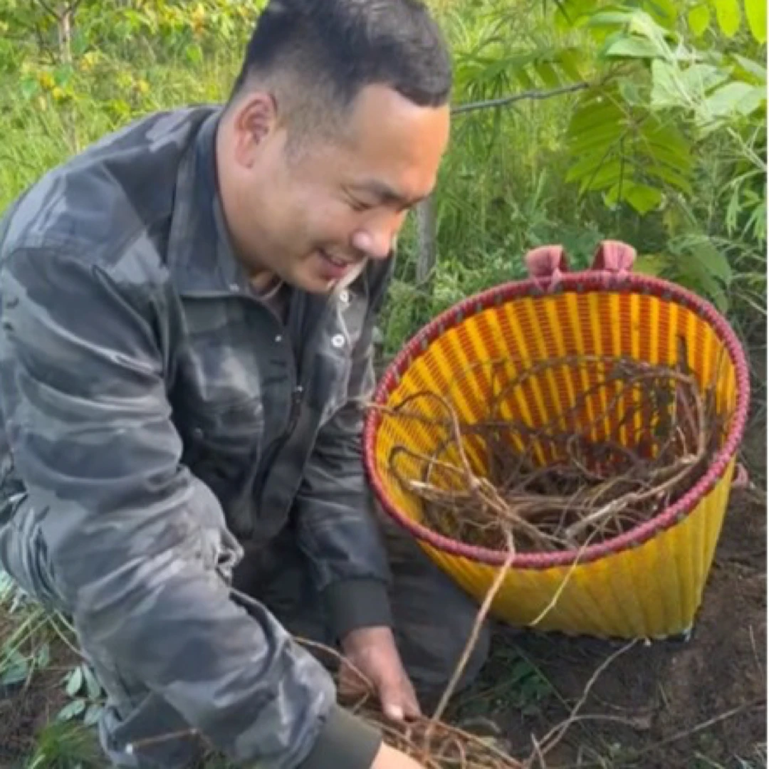 深山北黄芪/自然晾晒/干品