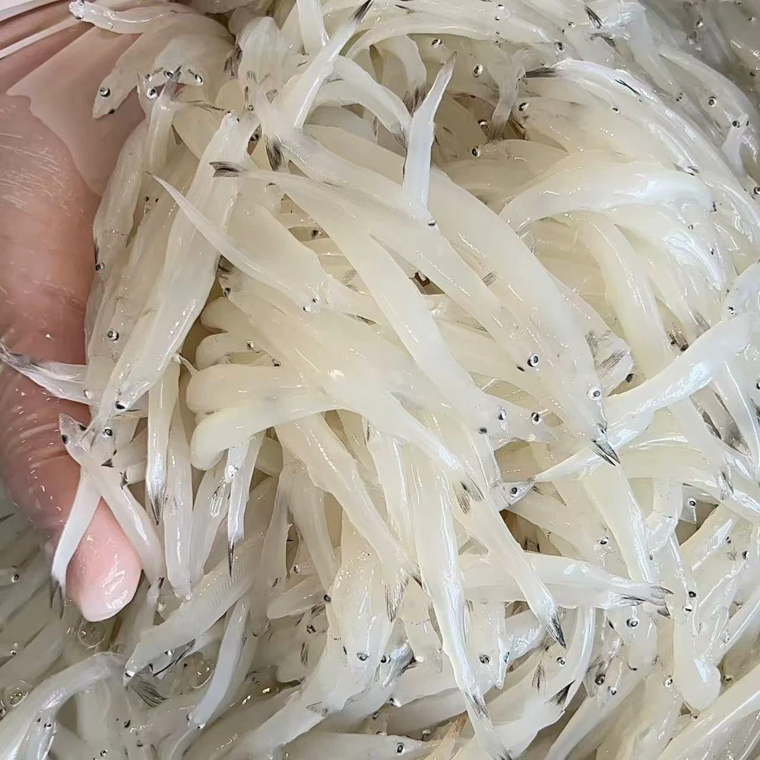 广东汕尾港大银鱼新鲜面条鱼白饭鱼 辅食鱼类 银鱼