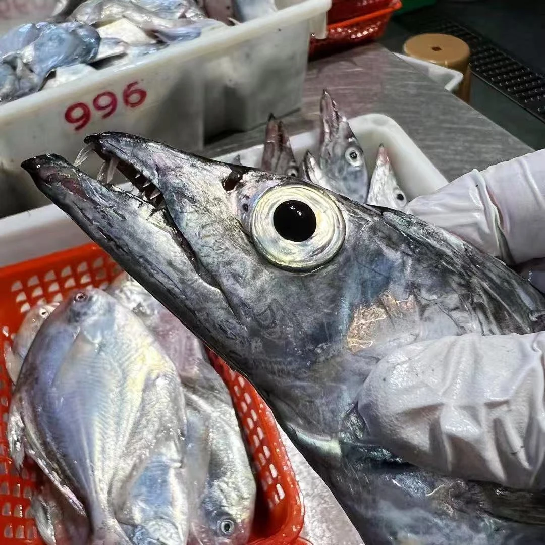 广东汕尾港青章带鱼黄边带鱼