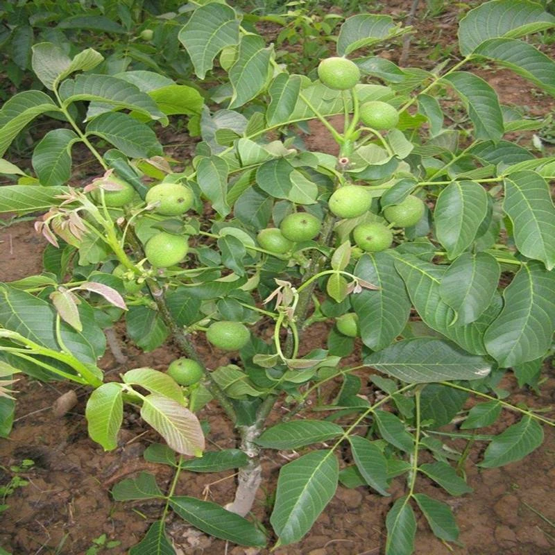 核桃苗8518嫁接苗特大薄皮核桃树苗南北方四季种植果树苗当年结果