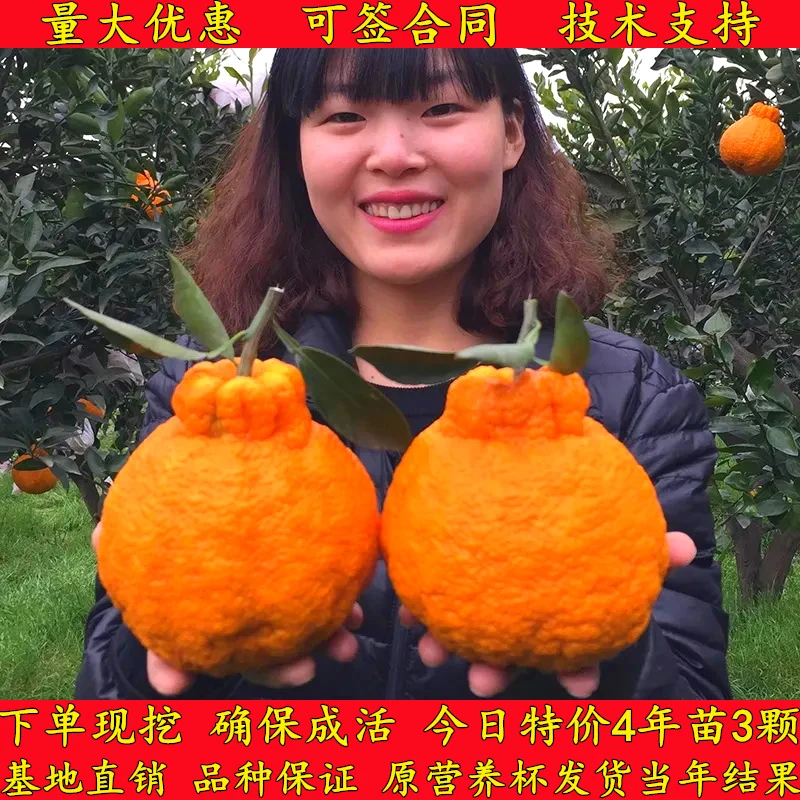 春见苗耙耙柑树苗丑橘苗柑桔苗四川嫁接不知火丑八怪柑橘子果树苗