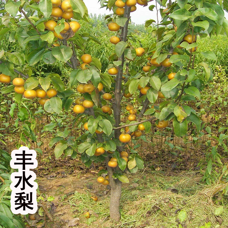 5年苗买一送一梨树苗嫁接翠冠梨果树苗丰水梨子树苗地栽盆栽种植