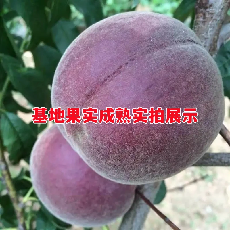 新品种黑桃王桃树苗嫁接果桃树苗南北方种植盆栽地栽