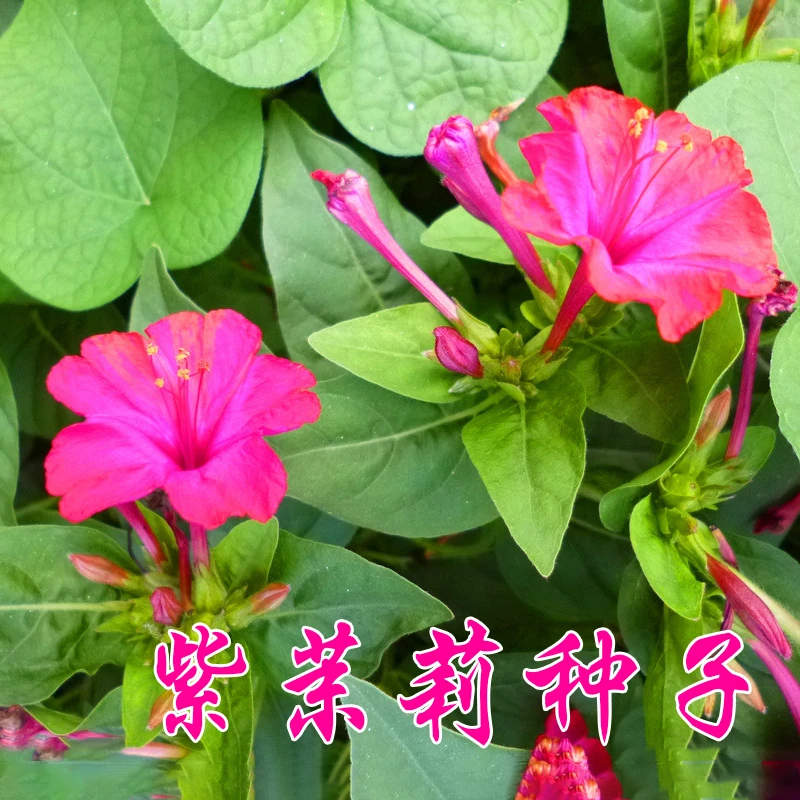 紫茉莉种子花草地雷花种孑胭脂花阳台庭院易种盆栽花种籽子夏季
