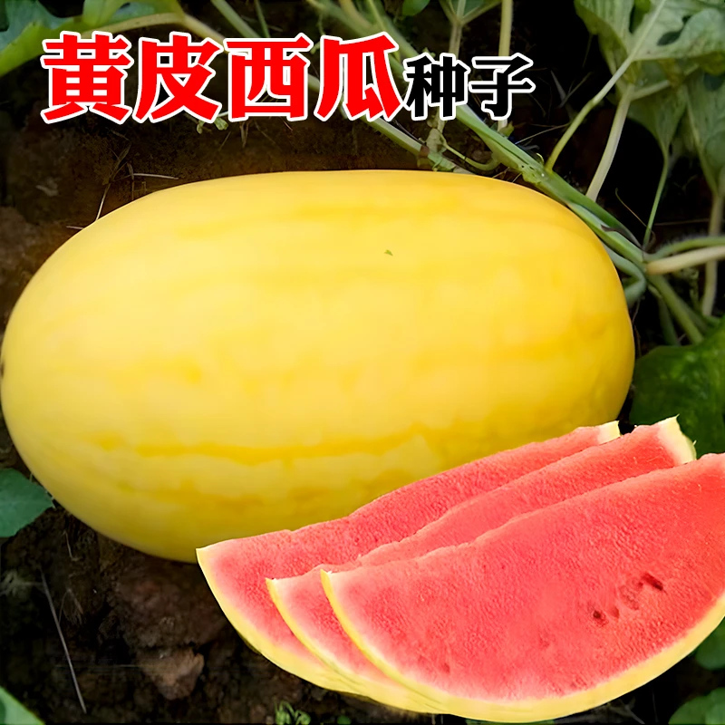 早熟黄皮西瓜种子高产四季春夏甜抗裂薄皮瓤西瓜种子四季阳台