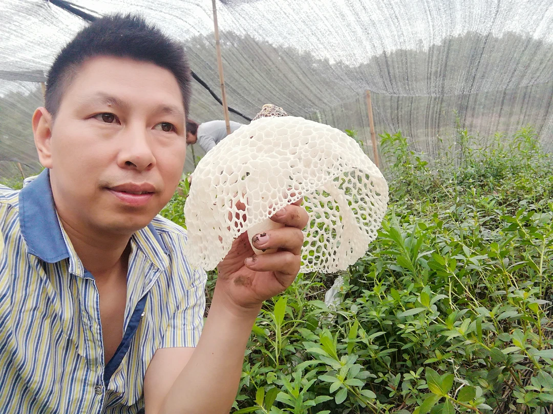 宜宾特产蜀南竹海 菌中仙子 长裙竹荪 特级干货包邮