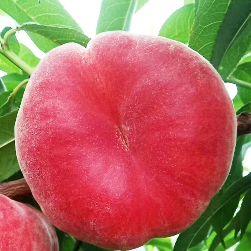 桃子北京平谷大桃红蟠桃水蜜桃新鲜时令水果精品礼盒装5.5斤顺丰