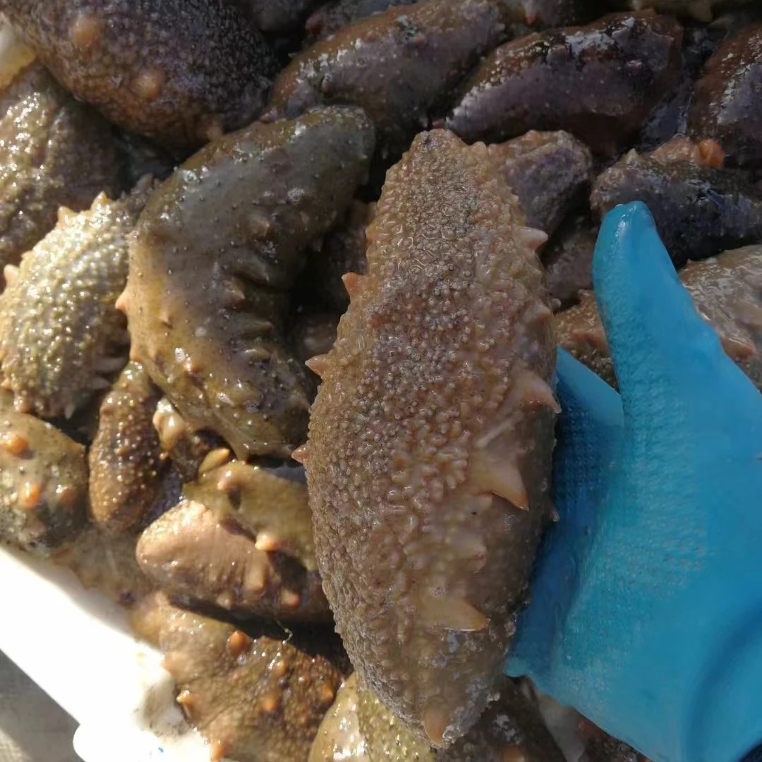 【到手15根】【大连野生底播鲜活海参】免费加工高压即食