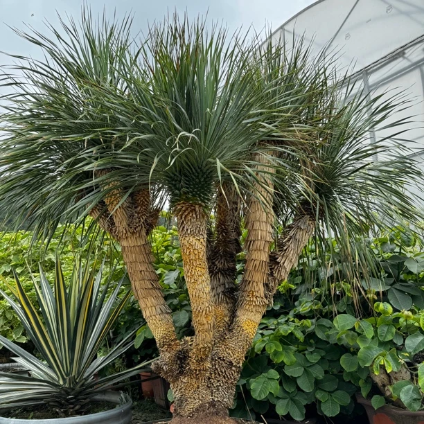 稻草人鸟喙丝兰潮流块根多肉植物耐寒耐热景观庭院绿植花卉小盆栽