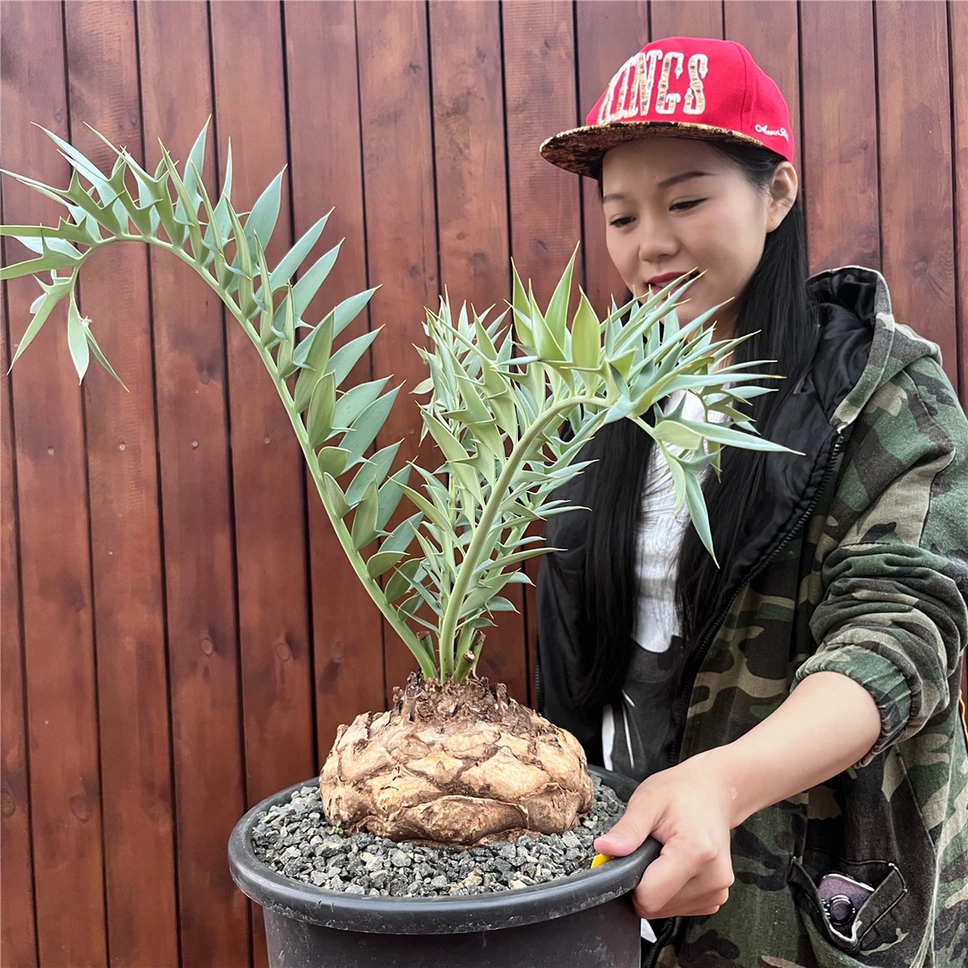 蓝棘非洲铁树Encephalartos horridus一物一拍蓝叶铁潮流块根植物