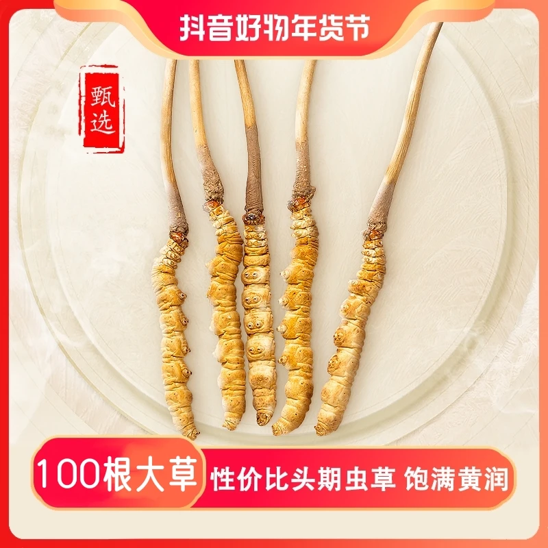 【主播专属】精选冬虫夏草 大草100根 高海拔虫草泡水食用