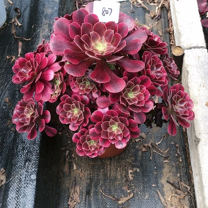 极**辰807号美杜莎多肉植物