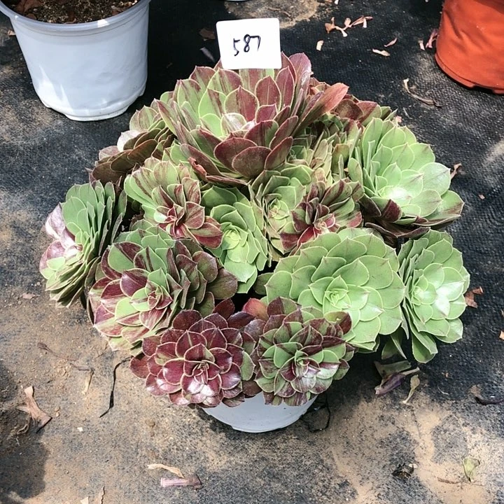 魔***女587号 花月夜 多肉植物寄养