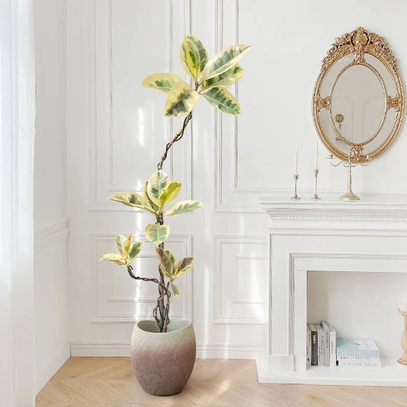 花叶橡皮树造型盆栽绿植室内客厅好养真花