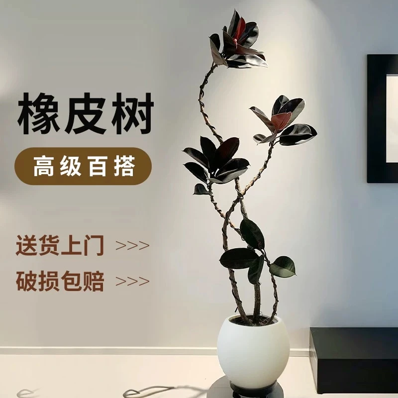 黑金刚橡皮树客厅大盆栽造型室内大型绿植好养四季阳台植物
