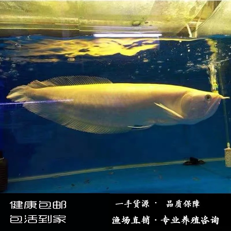 黄化银龙鱼红眼白子黄化龙鱼大型观赏鱼热带鱼风水鱼包损包邮