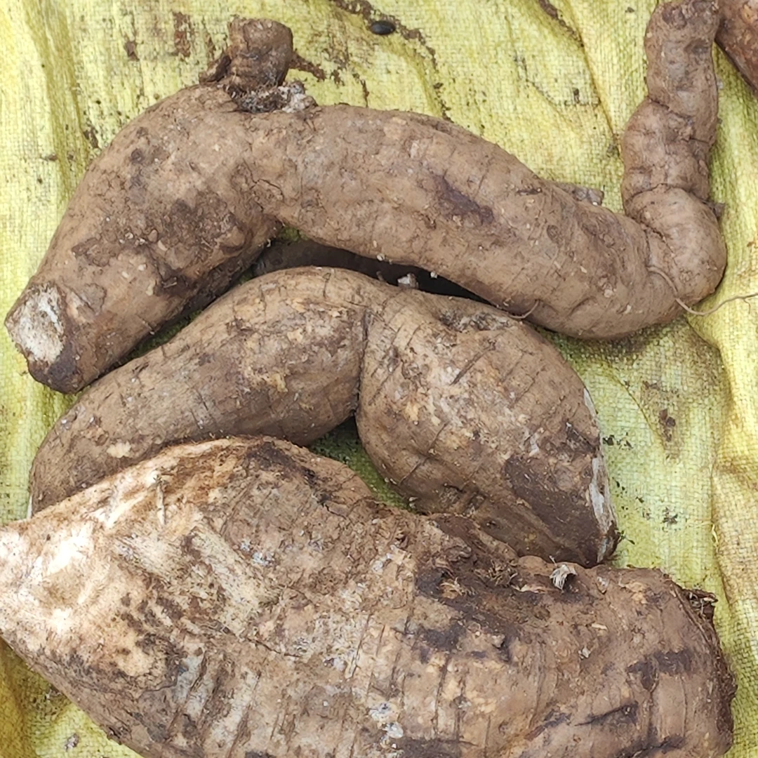 【云南野生葛根】农家精选土特产