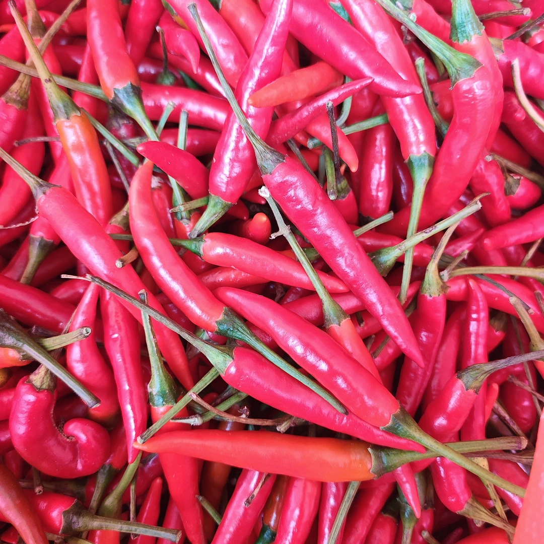 【云南新鲜小米椒】农家精选土特产