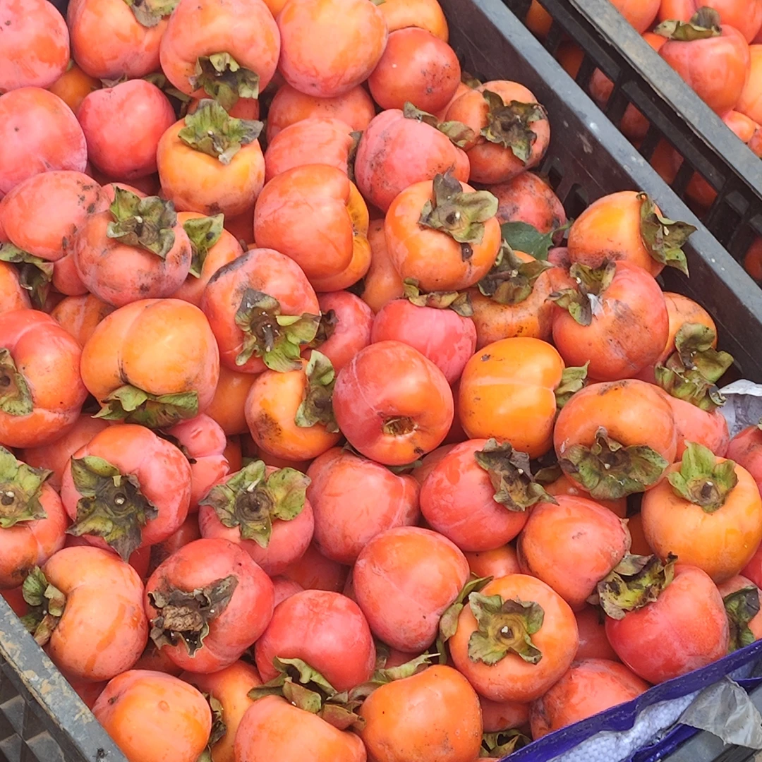 【云南老树柿子（小）】农家酥脆柿子