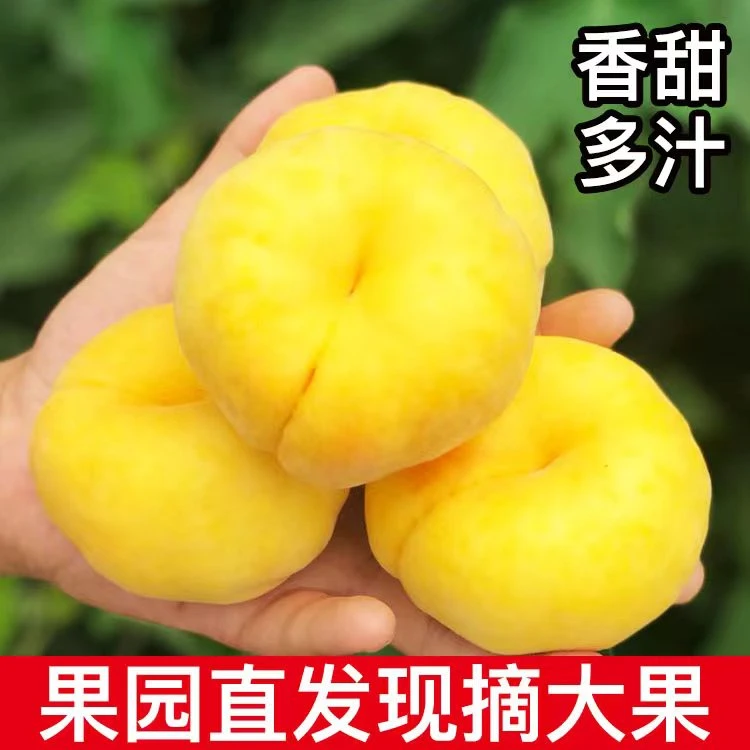 山东蒙阴黄金毛蟠桃新鲜应季水果现摘现发京东包邮