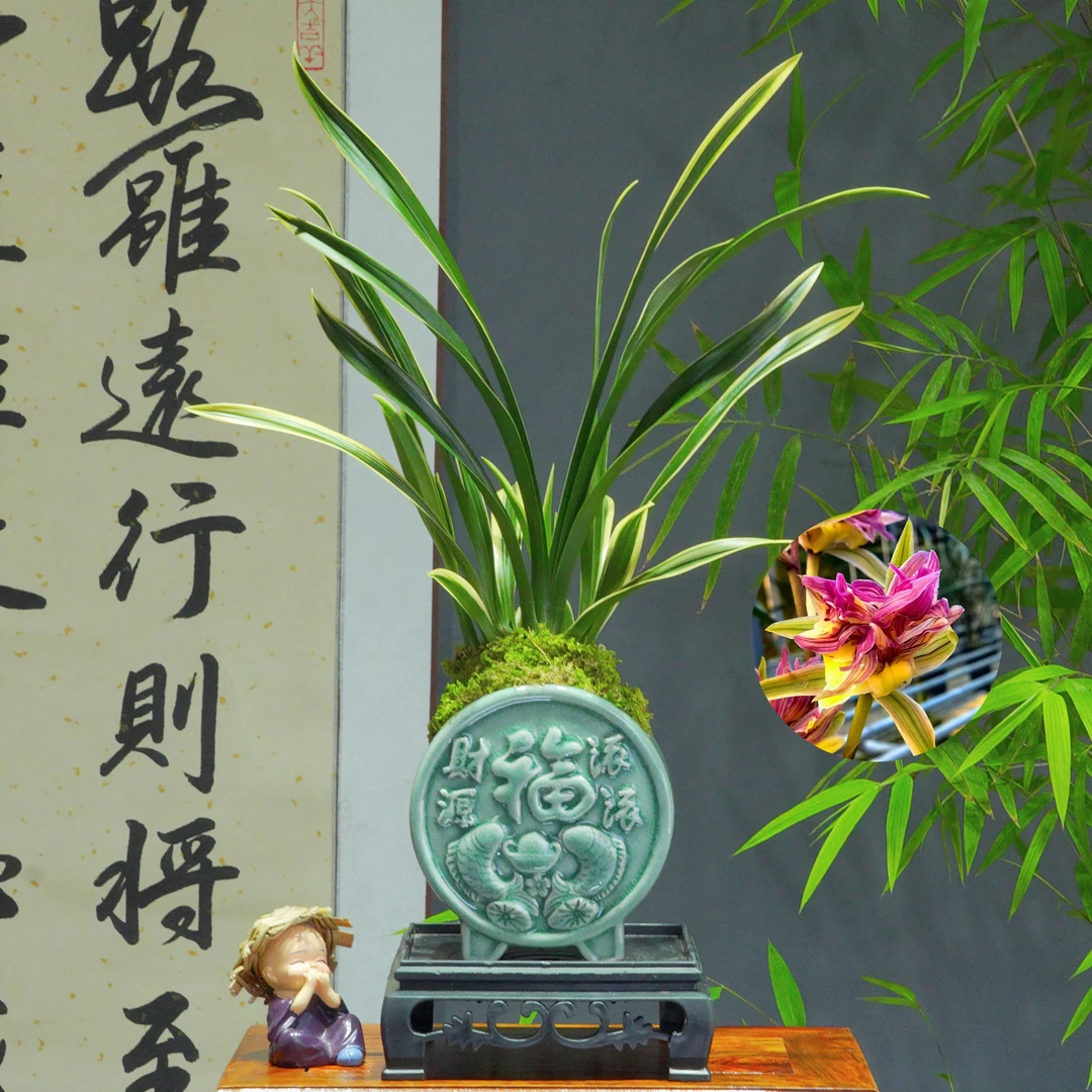 兰花[富贵临门]浓香型带财源滚滚陶瓷盆种好勤花勤芽