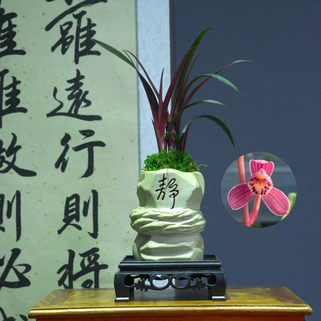 兰花[红红荷]带静陶瓷盆种好好养活浓香型