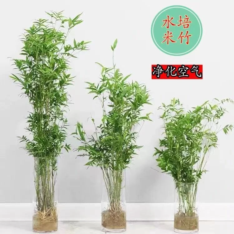 可水土培米竹观音竹室内外易养好活桌台摆放微观盆景植物四季种植