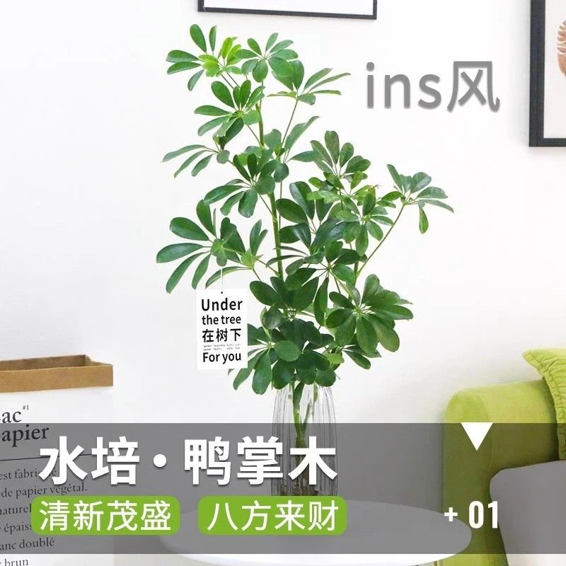 可水土培鸭脚木七叶莲植物八方来财易养好活懒人植物四季常青
