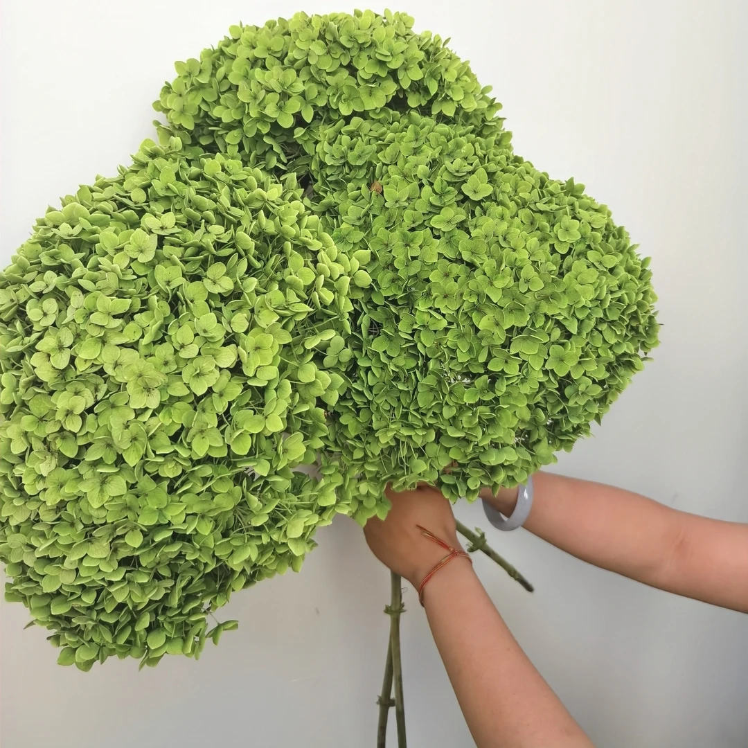 花中圆   安娜大绣球（绿色） 直径30公分左右，可做干花。