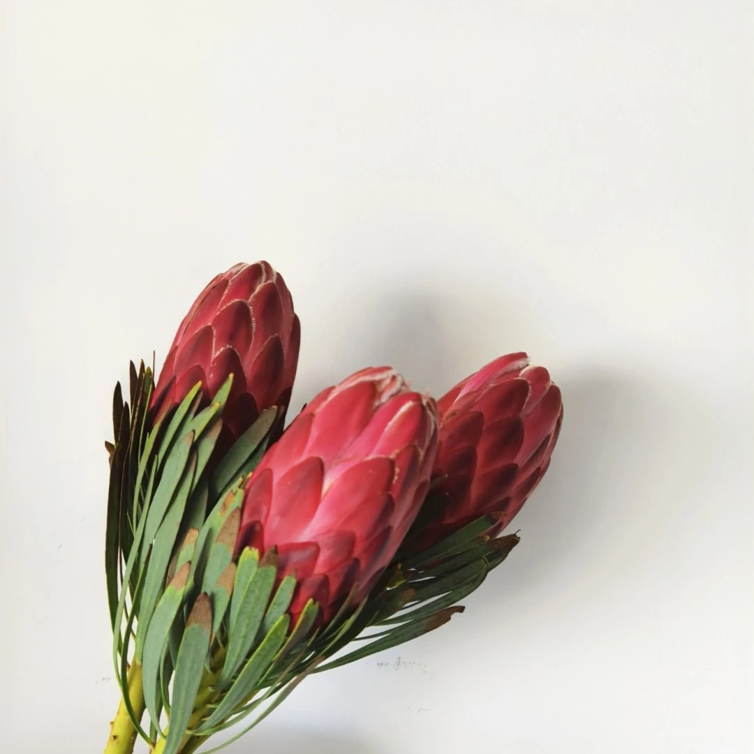 花中圆       南非进口大公主花，花期长，可做干花。