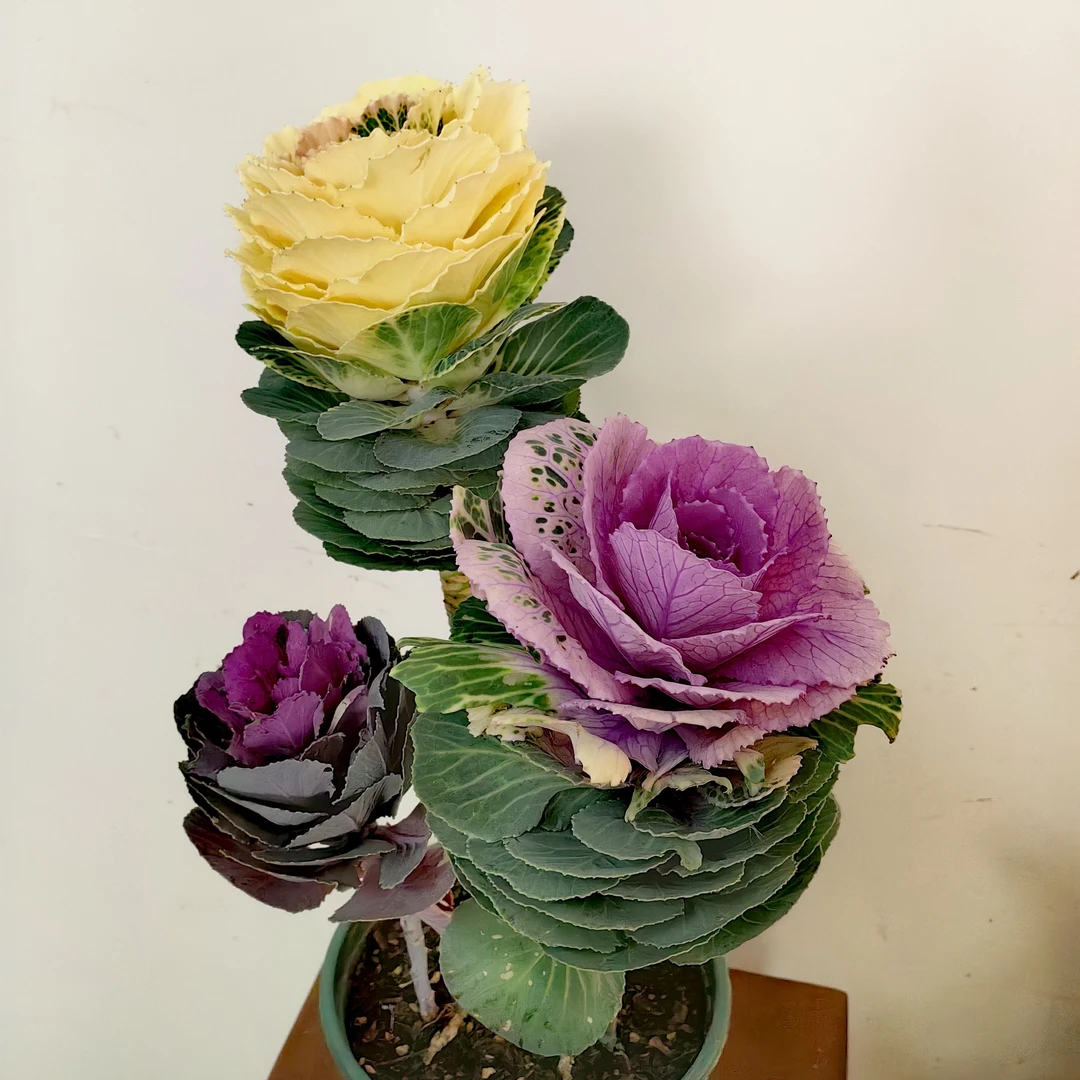 花中圆    冬日玫瑰年宵花，花期超长，养护简单。
