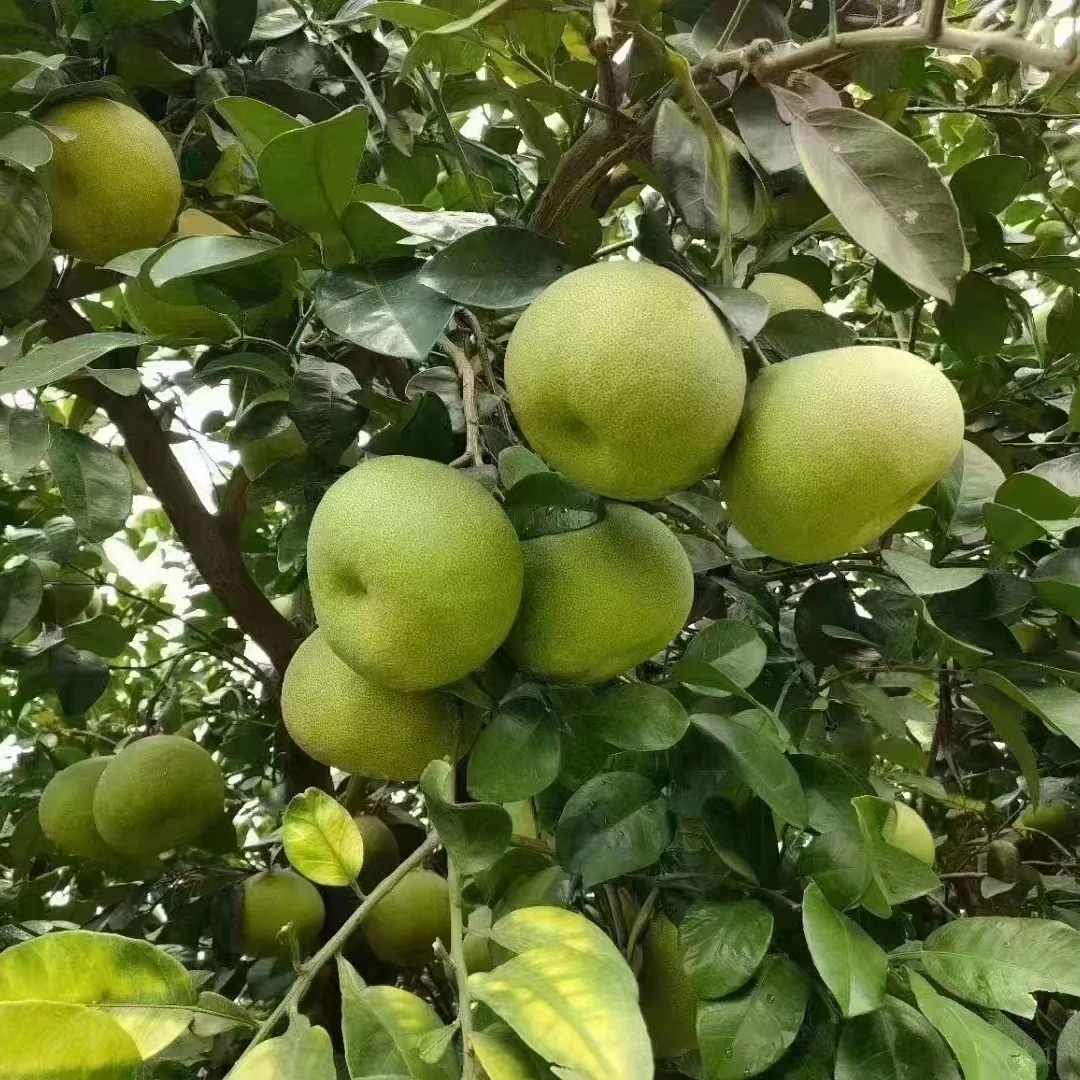 小果 顺丰包邮仙游特产文旦柚酸酸甜甜
