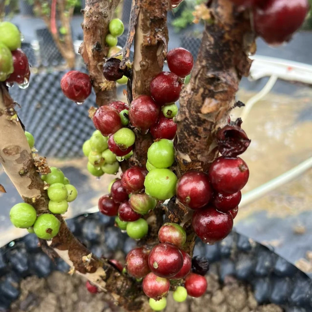 盆景树苗造型阳台种植