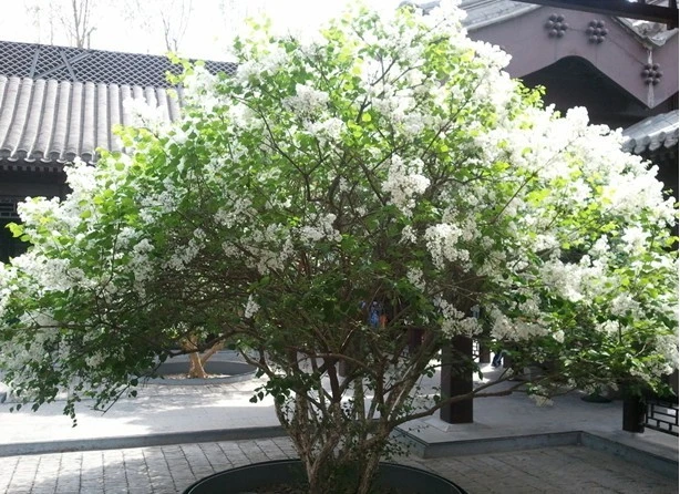 华北紫丁香花苗   园林绿化庭院绿化树苗 花园小区美化