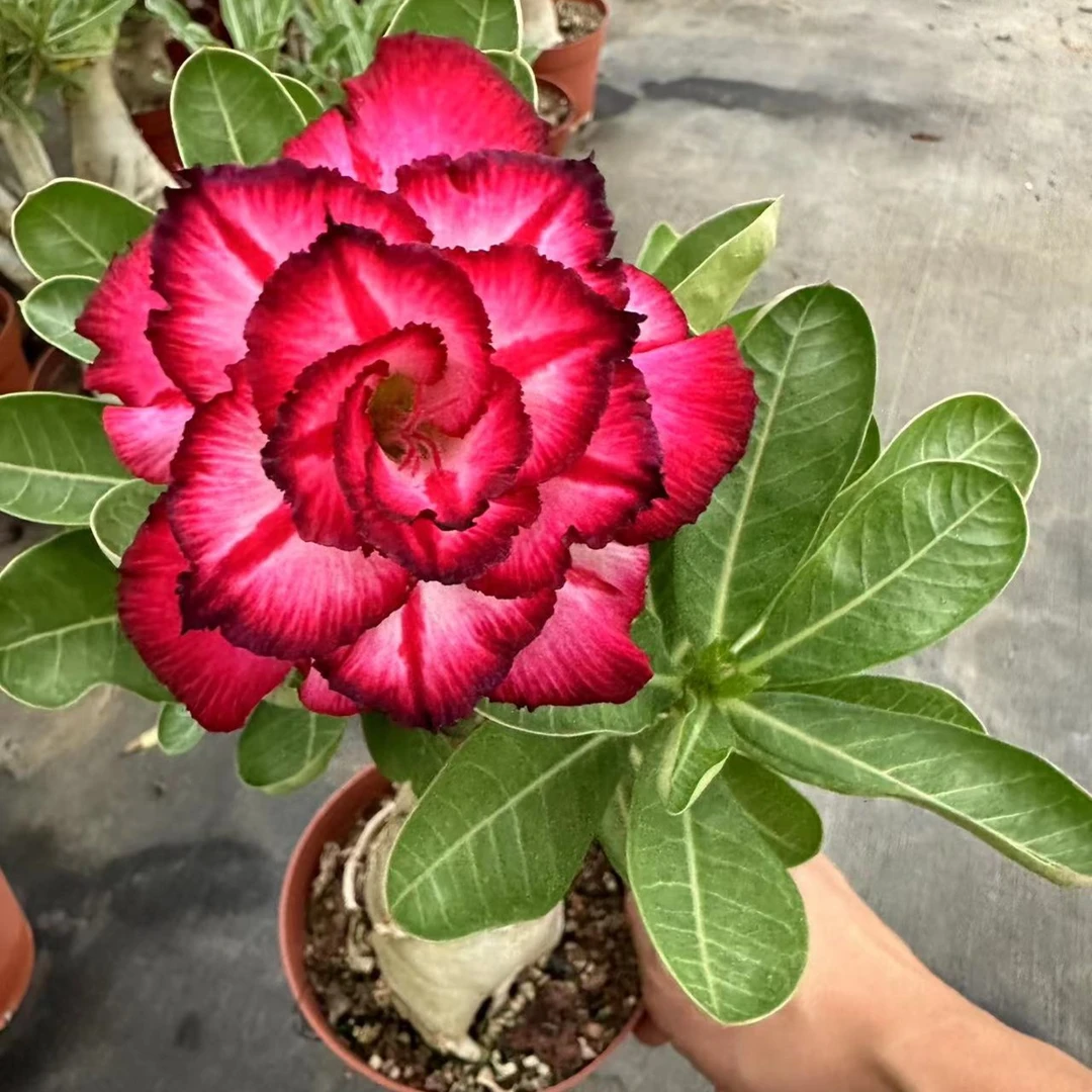 沙漠玫瑰基地直发带盆带土发货一物一拍多年老桩直播间展示为准