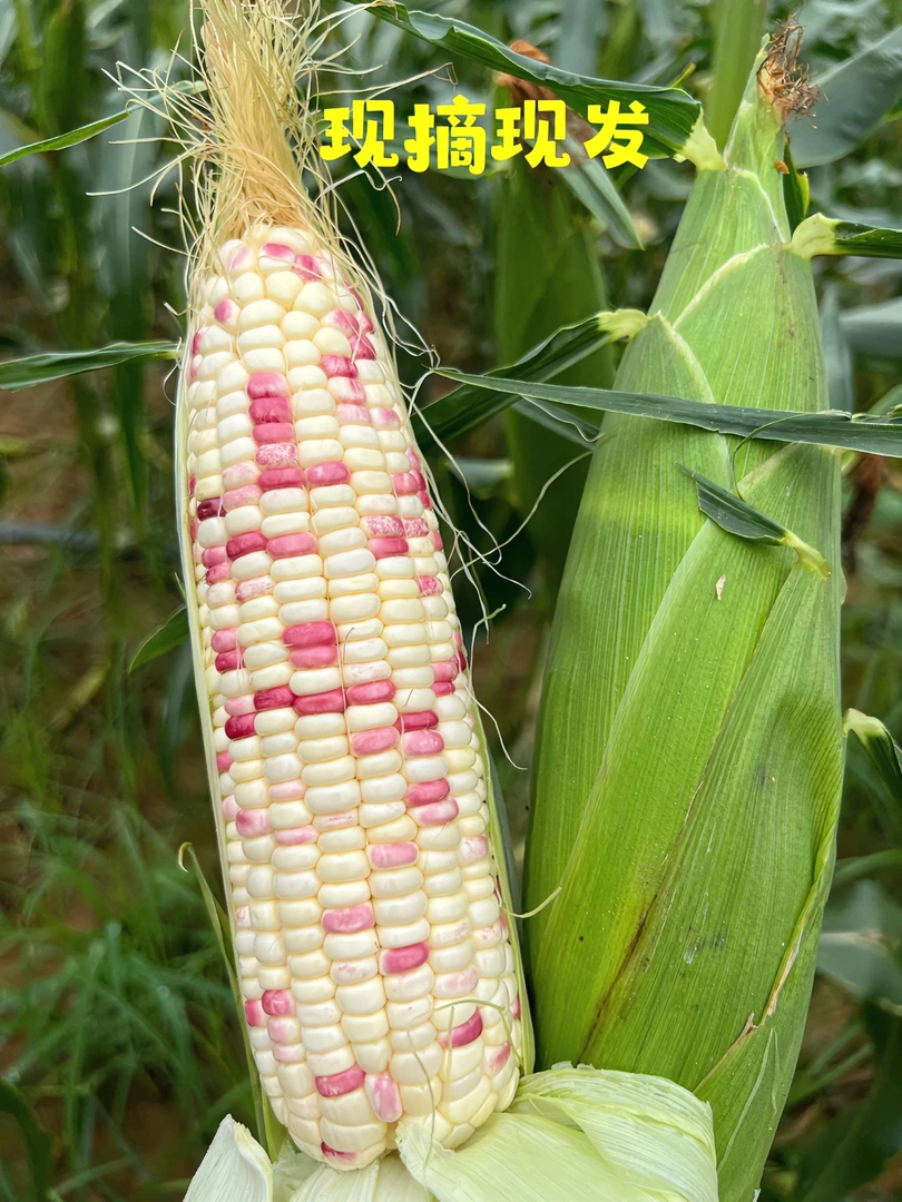 新鲜采摘广西甜糯玉米软糯香甜农家种植苞谷粗粮新鲜3/5/8斤带壳