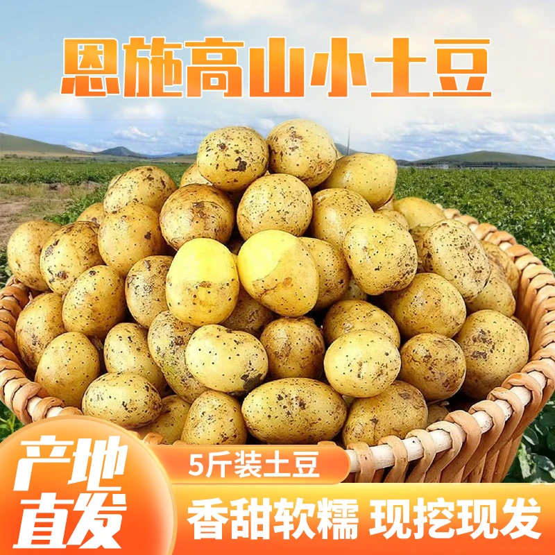 恩施高山黄心小土豆新鲜农家现挖现发黄心土豆马铃薯薄皮洋芋5斤