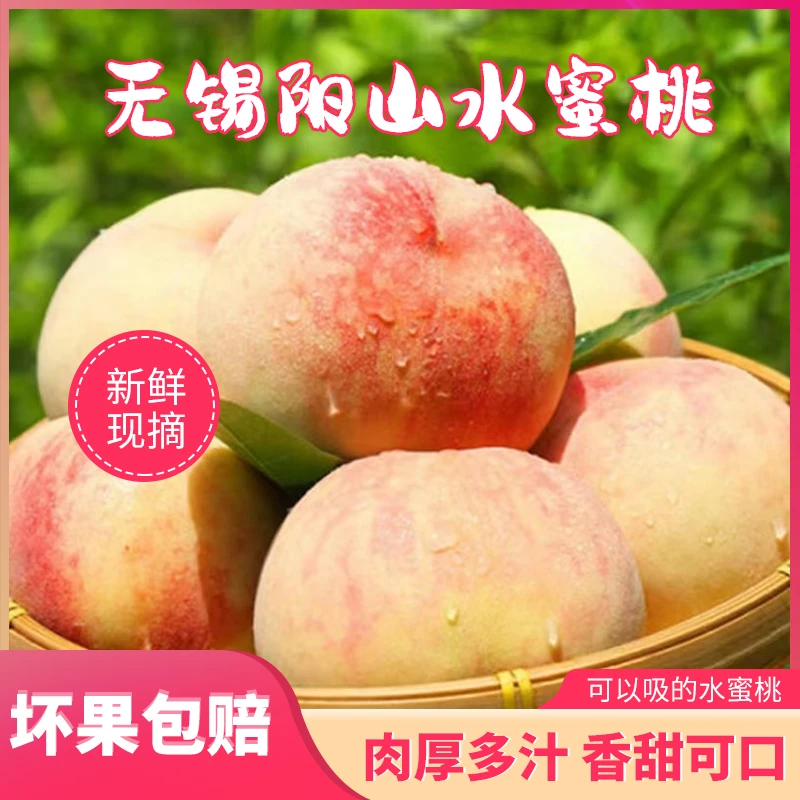 【单果5-6两】现采现发正宗阳山水蜜桃皮薄口口爆汁阳山基地发爽口