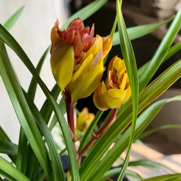 新品漏风漏雨自然苗春兰转色花浓香牡丹奇花