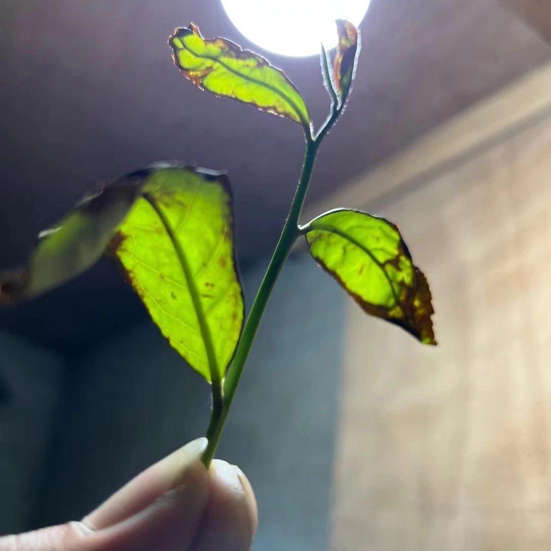 【达人代拍28】武夷岩茶