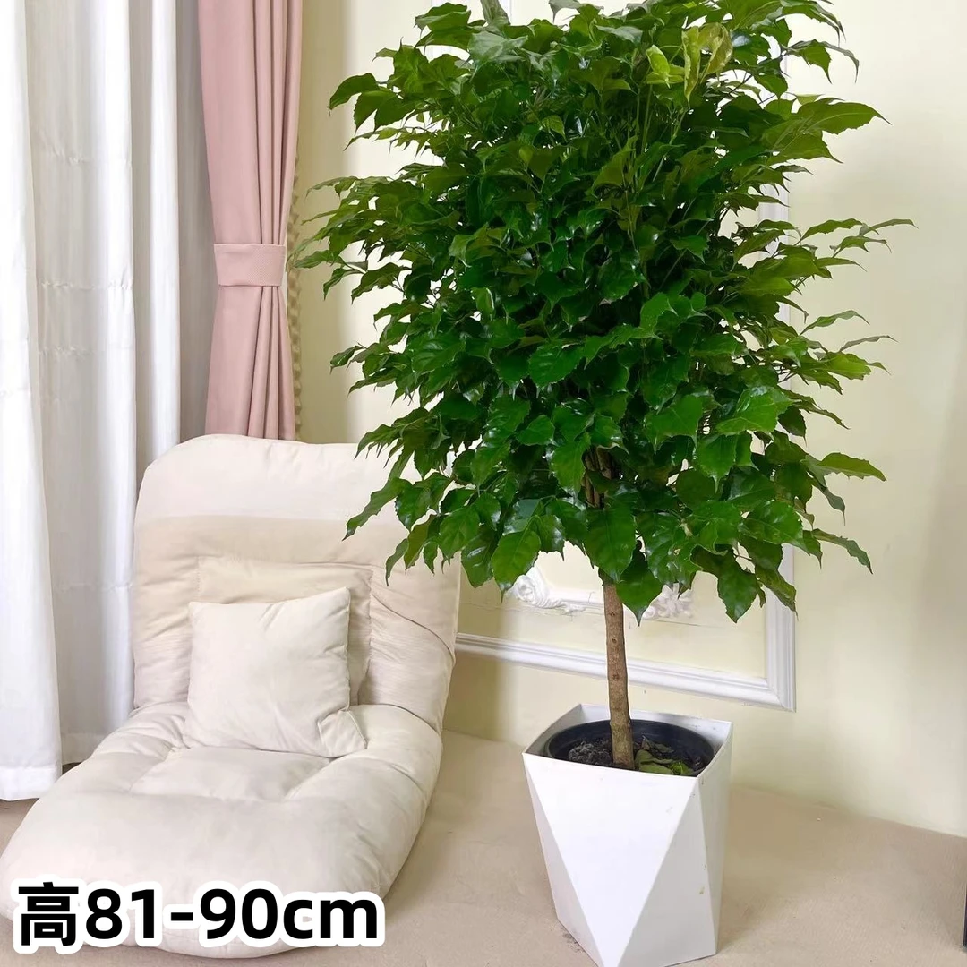 【81-90㎝】幸福树盆栽植物平安树好养盆景净化空气吸甲醛绿植