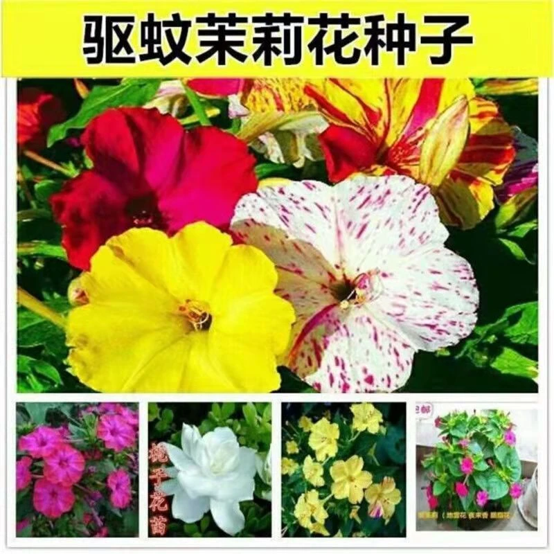 紫茉莉花种子混色茉莉花种子阳台易种盆栽香茉莉花种子