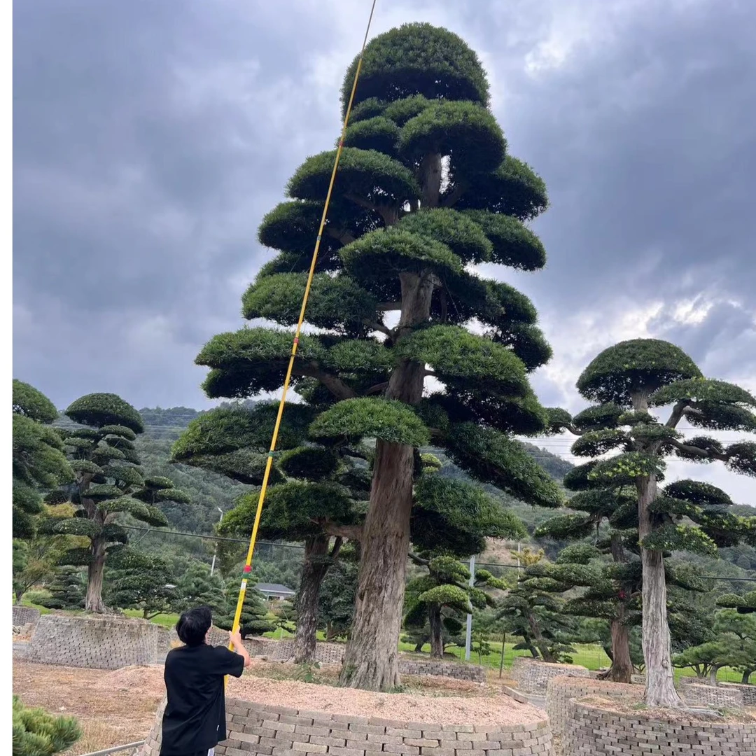 精品罗汉松别墅庭院景观树 造型树 基地直发批发