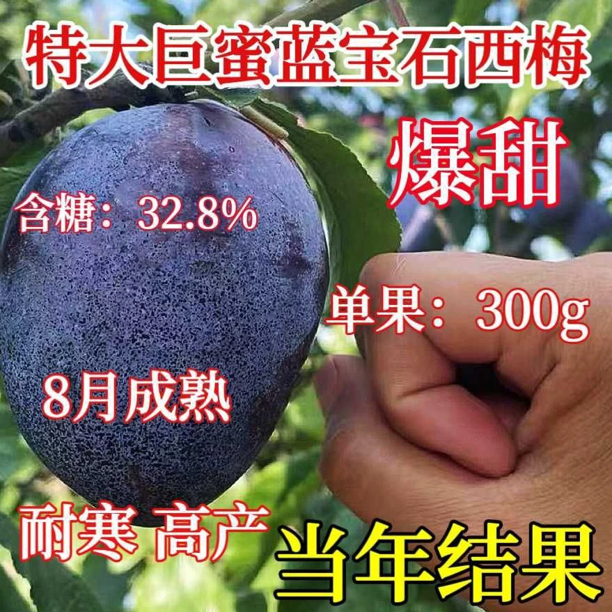 嫁接蓝蜜西梅树苗特大盆栽地栽当年结果品种晚熟梅李子南北方种植